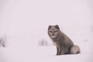 雪地中的灰狐