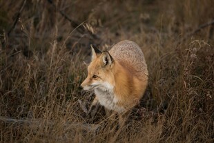 田野中的红狐狸