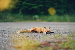 公路上休憩的赤狐