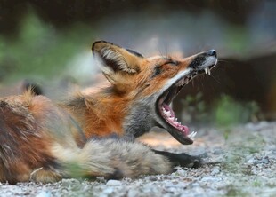 张嘴咆哮的野生红狐狸