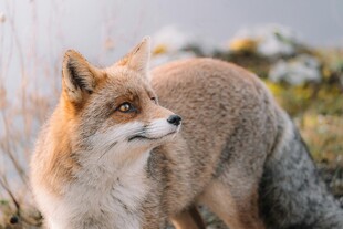 野外的机敏狐狸
