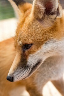 狐狸特写