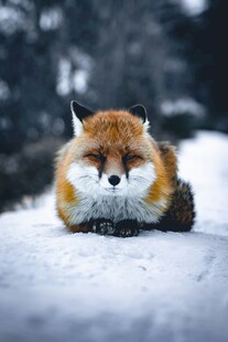 雪地中的休憩狐狸