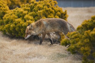 野外觅食的狐狸
