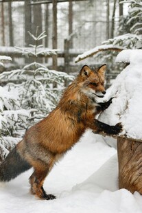 雪地中站立探身的红狐狸