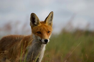 田野中的红狐狸