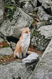 岩石上的可爱小狐狸