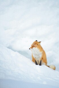 雪地中的红狐