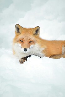 雪地中休憩的可爱红狐狸