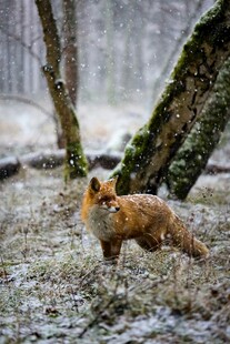 雪地中的红狐狸