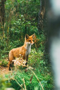 森林中的红狐狸