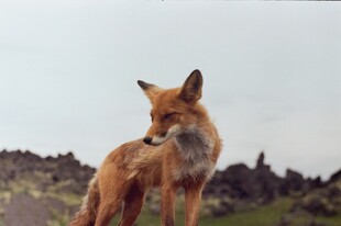野外站立的红狐狸