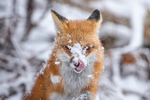 雪中俏皮红狐