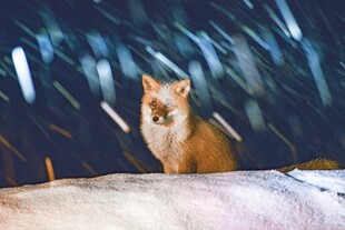 狐狸