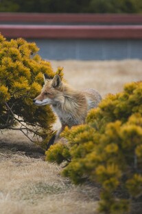草丛中的狐狸