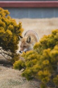 草丛中的狐狸