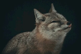 闭眼的灰狐