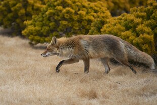 野外奔跑的狐狸