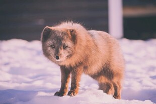 雪地中的赤狐