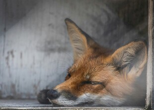 窗边休憩的红狐狸