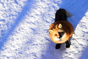 雪地中的可爱狐狸