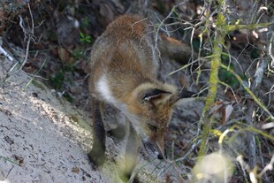 野外觅食的狐狸