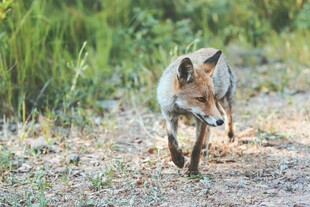 野外行走的红狐狸