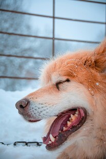 雪地中咧嘴笑的柴犬
