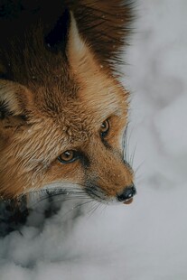 雪地中的赤狐
