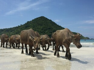 海滩上的牛群漫步