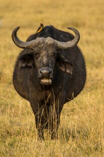 草原上的大角水牛