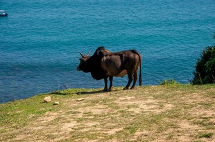 湖畔牛立 风景如画