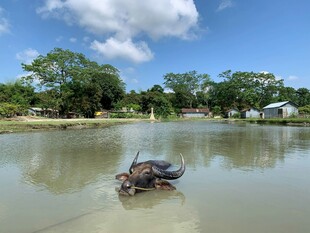 水牛