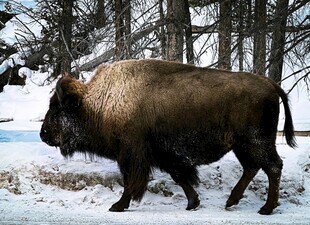 雪地中的美洲野牛