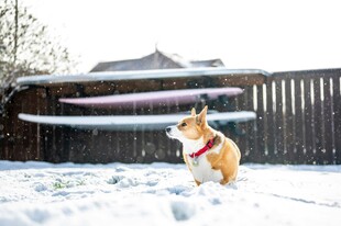 雪地中的可爱柯基犬