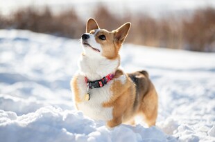 雪地中的可爱柯基犬