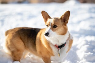 雪地中的可爱柯基犬