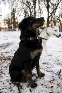 雪地中叼物的可爱狗狗