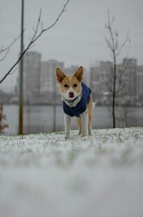 雪中小柯基穿蓝围脖