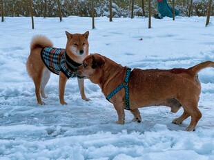 雪地中嬉戏的两只可爱狗狗