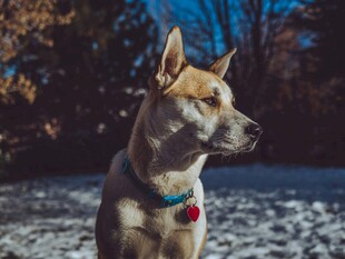 雪地中的可爱狗狗