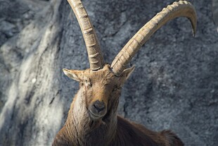 高山上的长角野山羊
