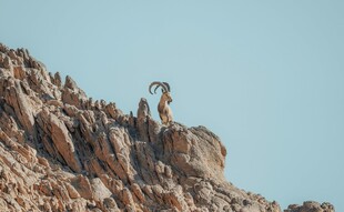 山羊立于嶙峋山巅