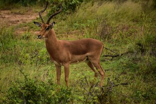 草原上的羚羊