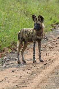 野外站立的非洲野犬