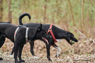 两只戴牵引绳的黑色猎犬