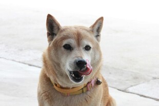 可爱柴犬吐舌咧嘴卖萌
