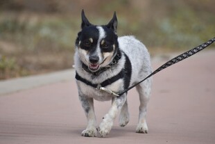 黑白犬被牵引在路上行走