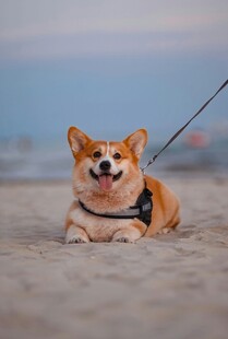 沙滩上惬意的柯基犬