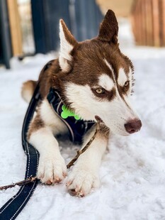 雪地中趴着的帅气哈士奇